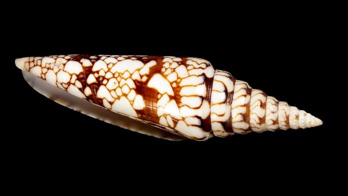 image of cone_snail #14