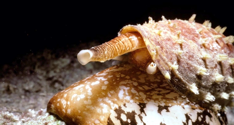 image of cone_snail #16