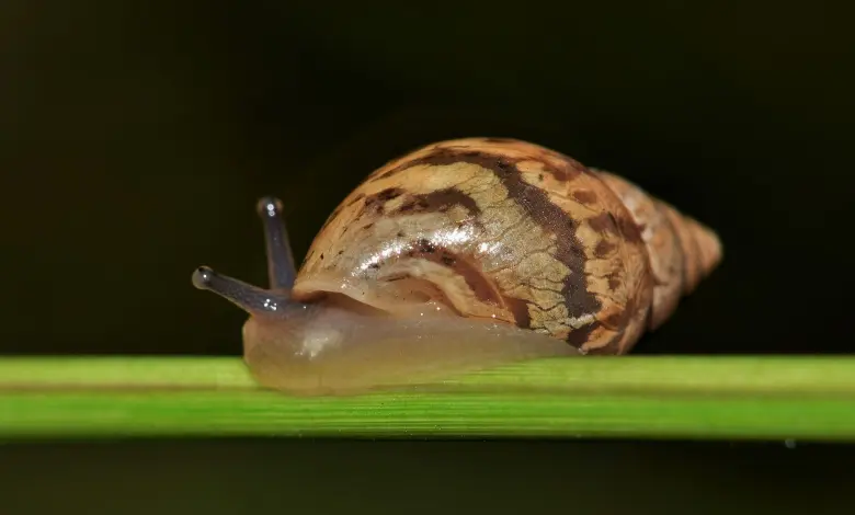 image of cone_snail #17