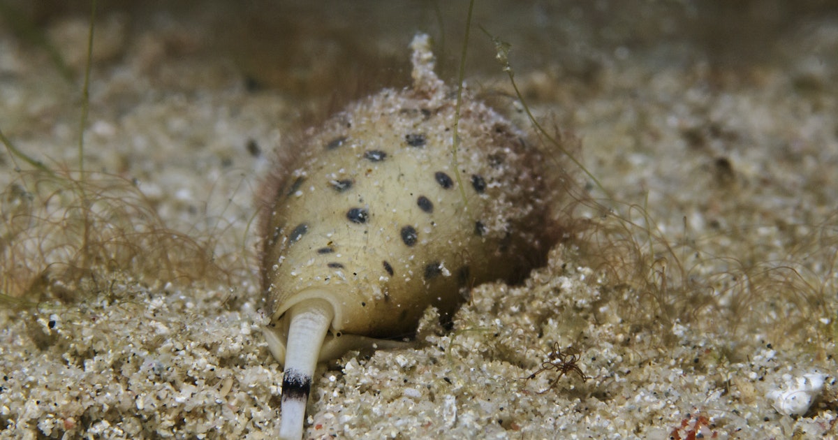 image of cone_snail #18