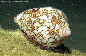 image of cone_snail #6