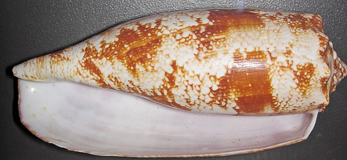 image of cone_snail #7