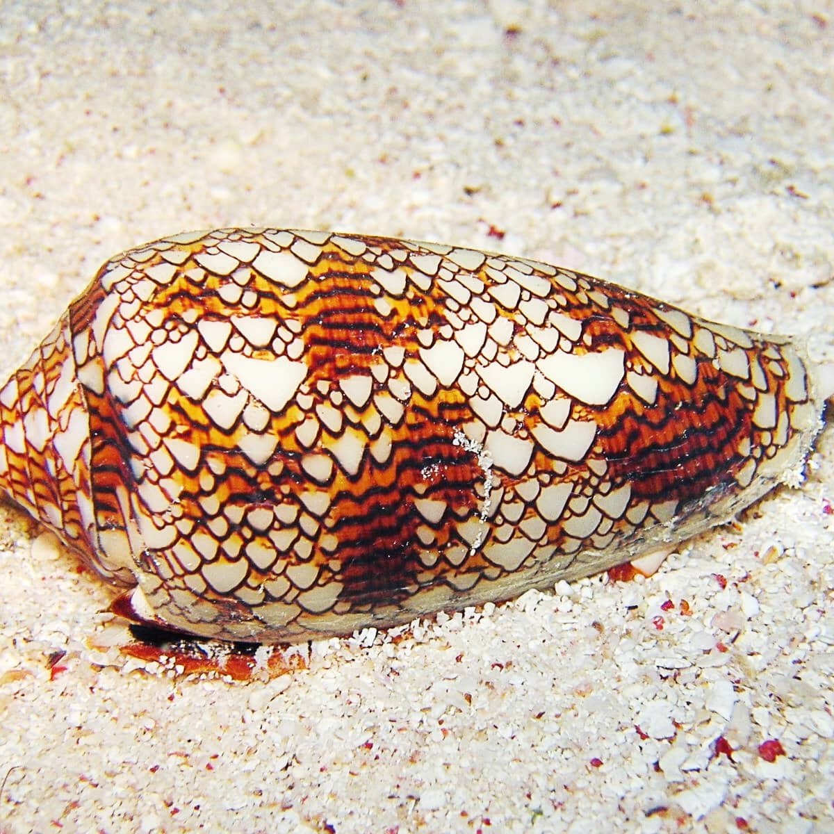 image of cone_snail #8