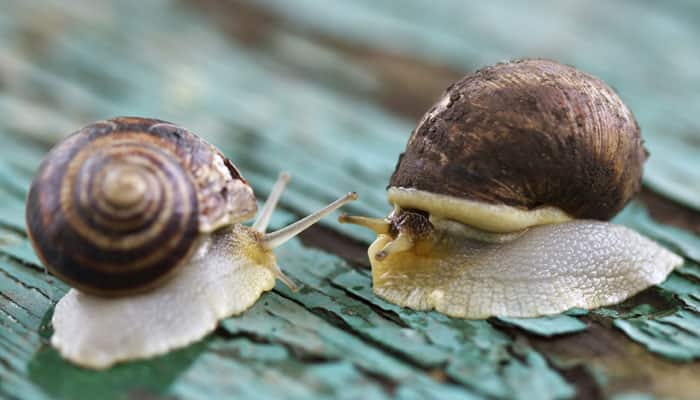 image of cone_snail #9