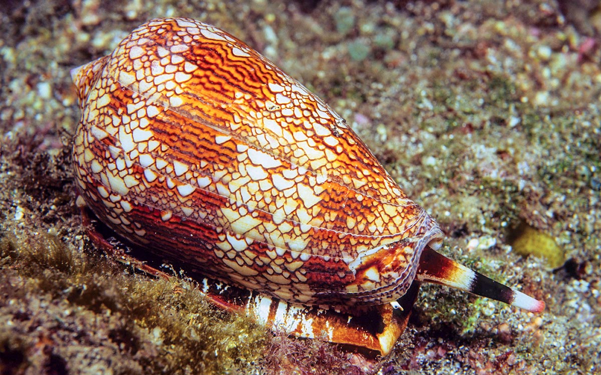 image of cone_snail #0