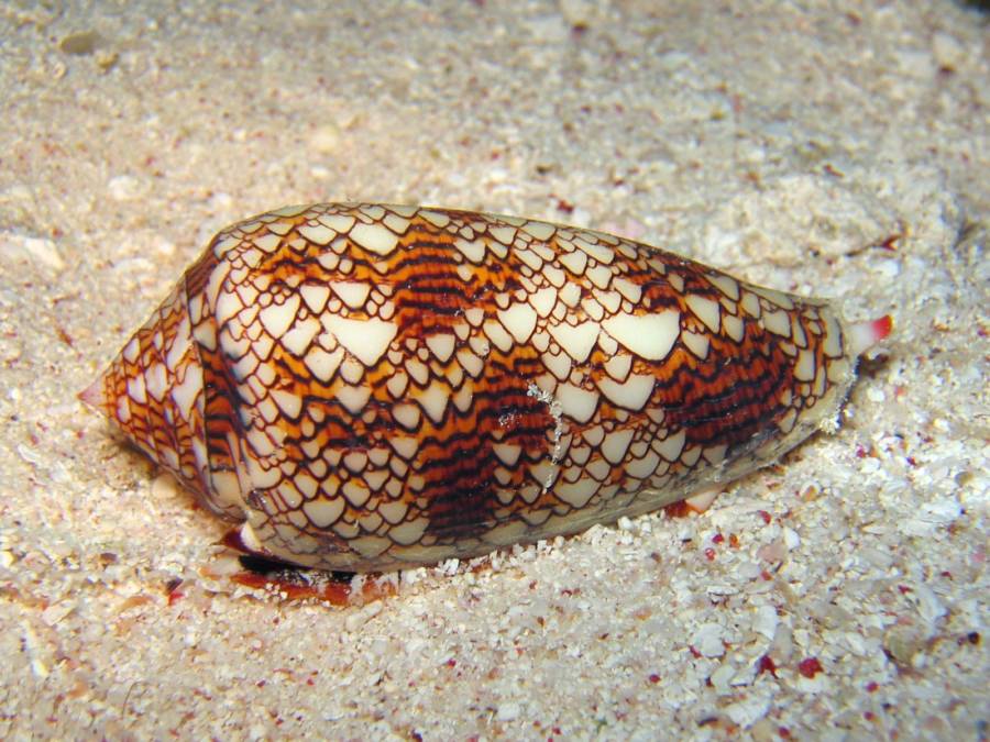 image of cone_snail #4