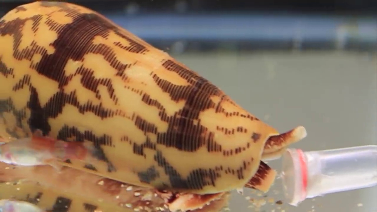 image of cone_snail #19