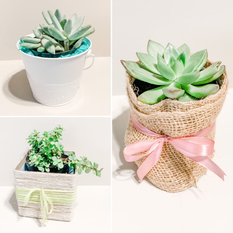 Succulents Tissue Paper for Gift Bags