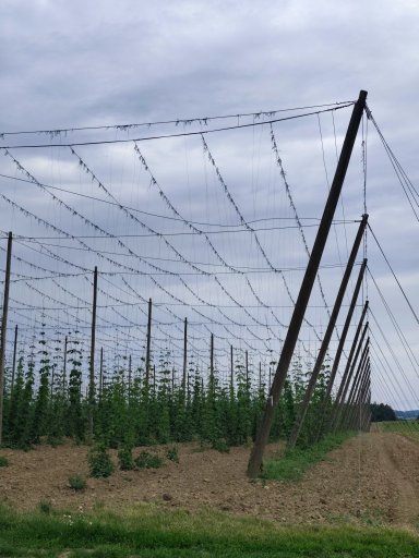 Suchovice - Hostkovice
