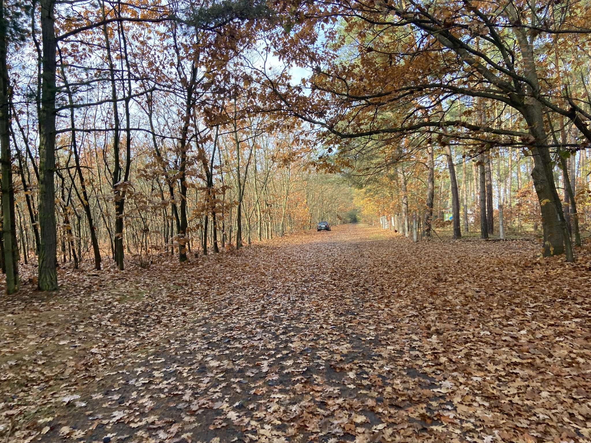 Hlavenec - Konětopy