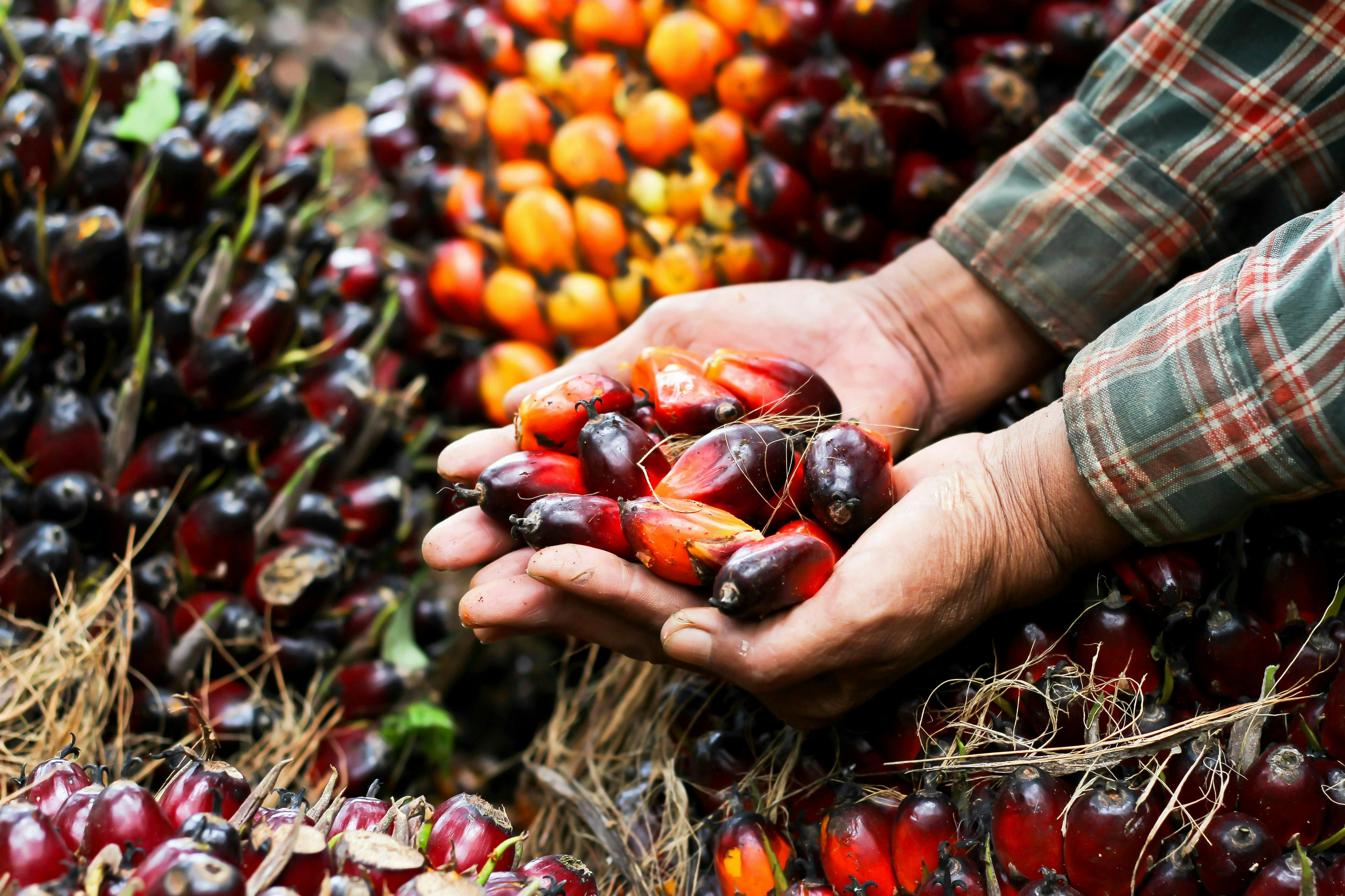 bloc_palmoil.jpeg bloc_palmoil.jpeg