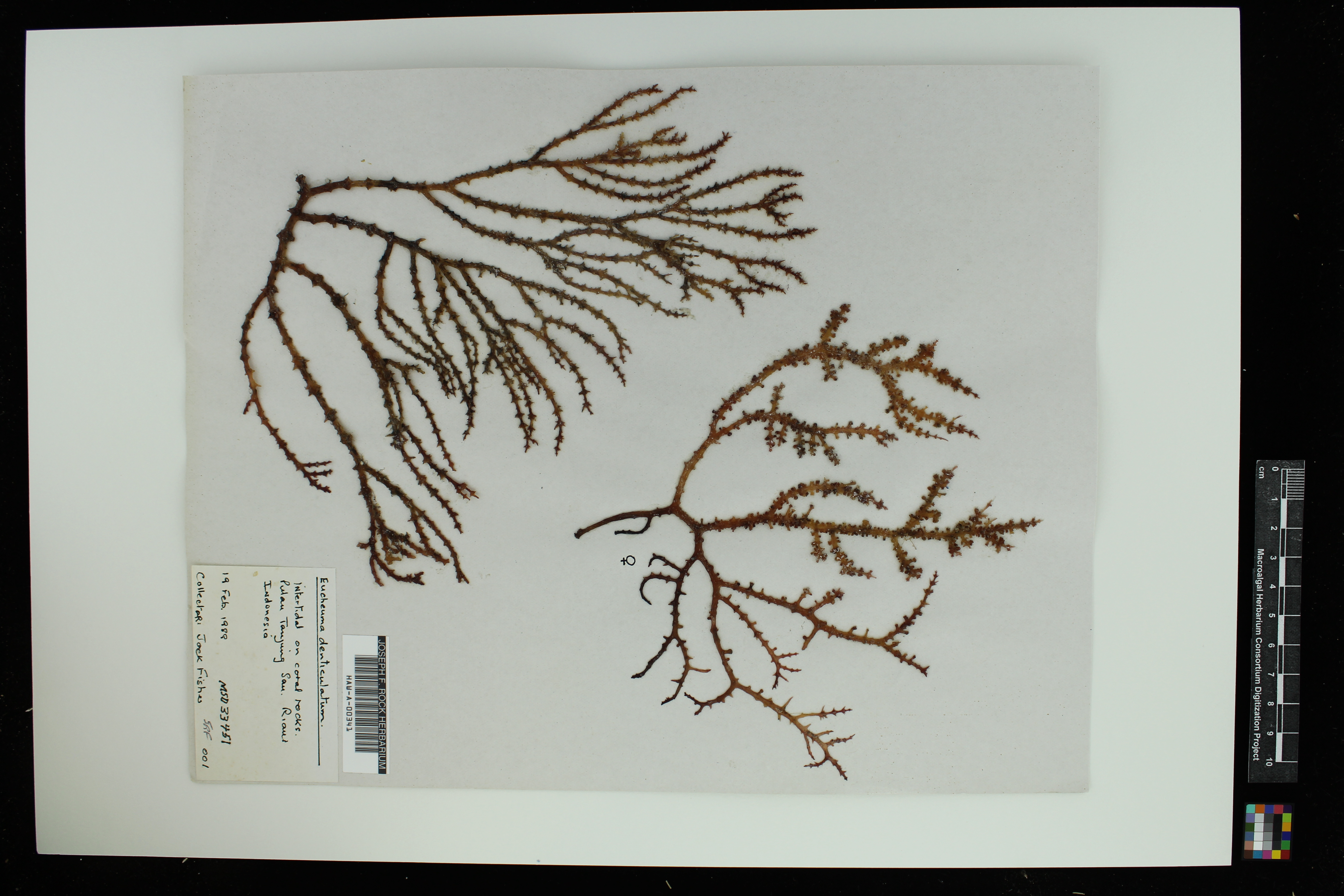 Algae (Eucheuma denticulatum)