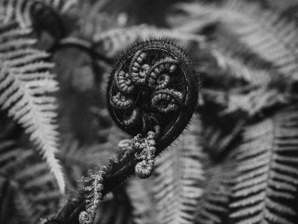 koru fiddlehead 3x2