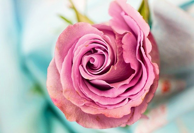 5 ventajas de regalar flores a una persona que se jubila
