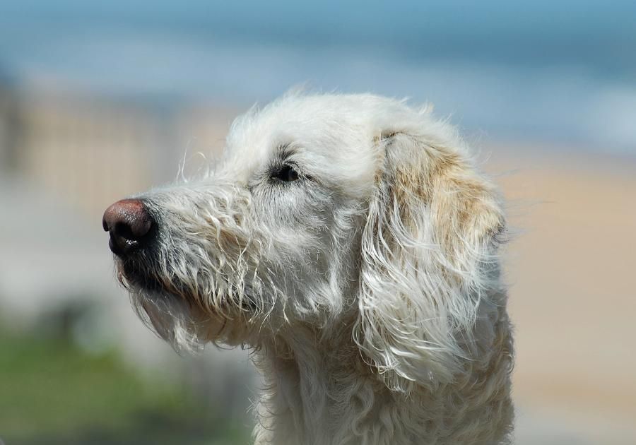 Ventajas de tener perros sin raza