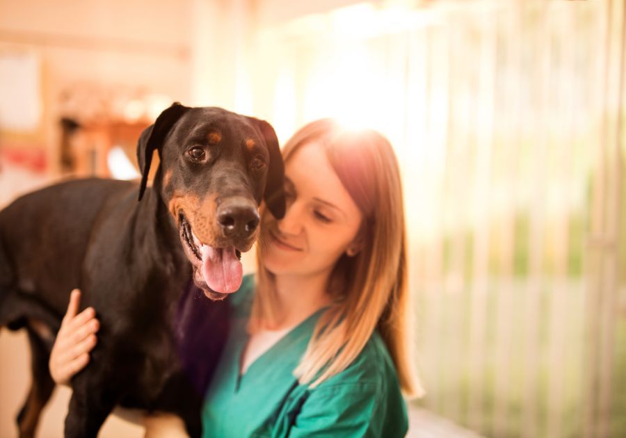 Mitos acerca de la esterilización de mascotas