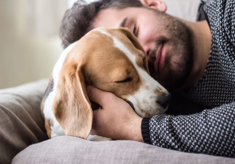 Los beneficios de la esterilización de perros