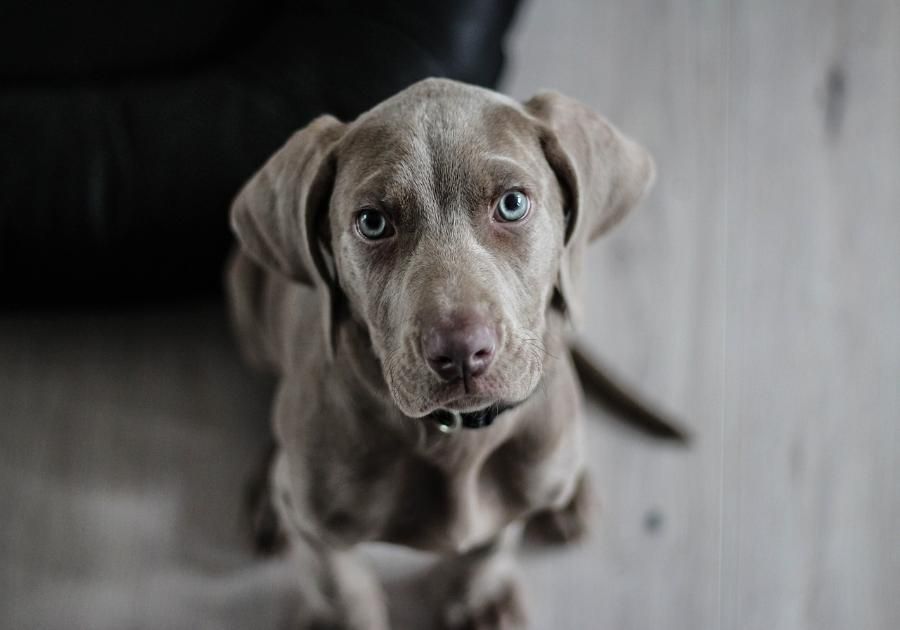 ¿Qué es la leishmaniosis canina?