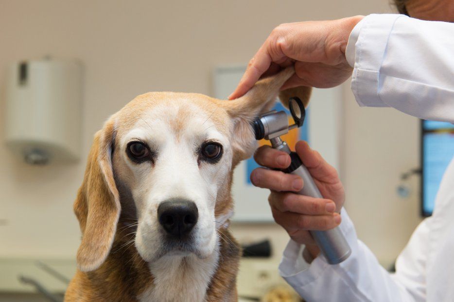Más que vacunas: ¿Por qué tu mascota necesita una clínica veterinaria de confianza?
