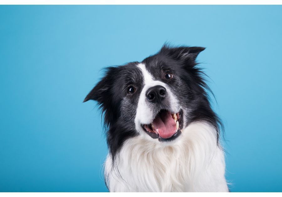 Limpiar los dientes a los perros