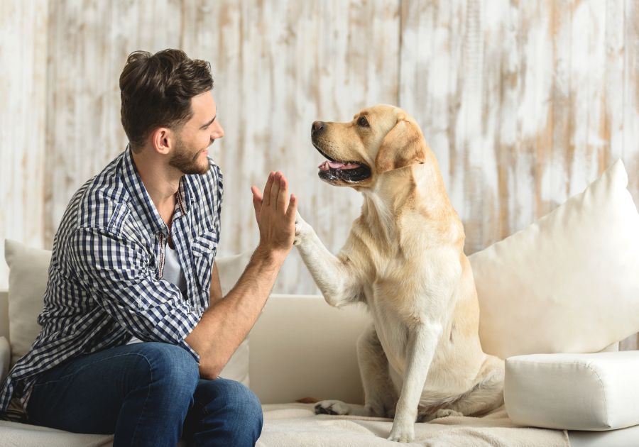 ¿Cómo ayudar a tu mascota cuando se queda sola en casa?