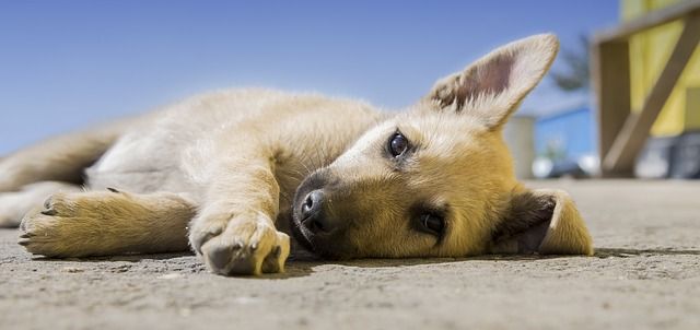 ¿Cómo tendrá que alimentarse tu cachorro?