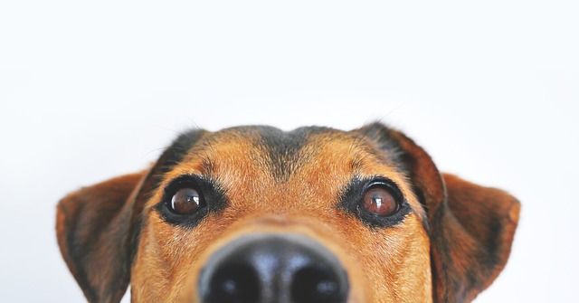 ¿Tu perro olfatea demasiado?