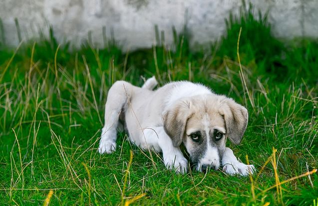 Las alergias más comunes en los perros