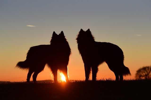 Origen y evolución del perro