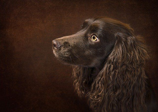 ¿Con calor hay que cortar el pelo a los perros?