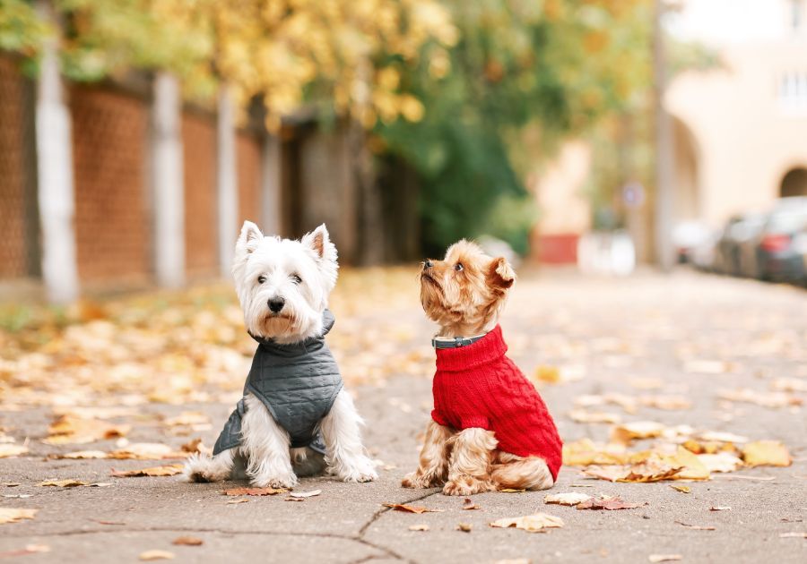 ¿Es necesario abrigar a los perros en invierno?