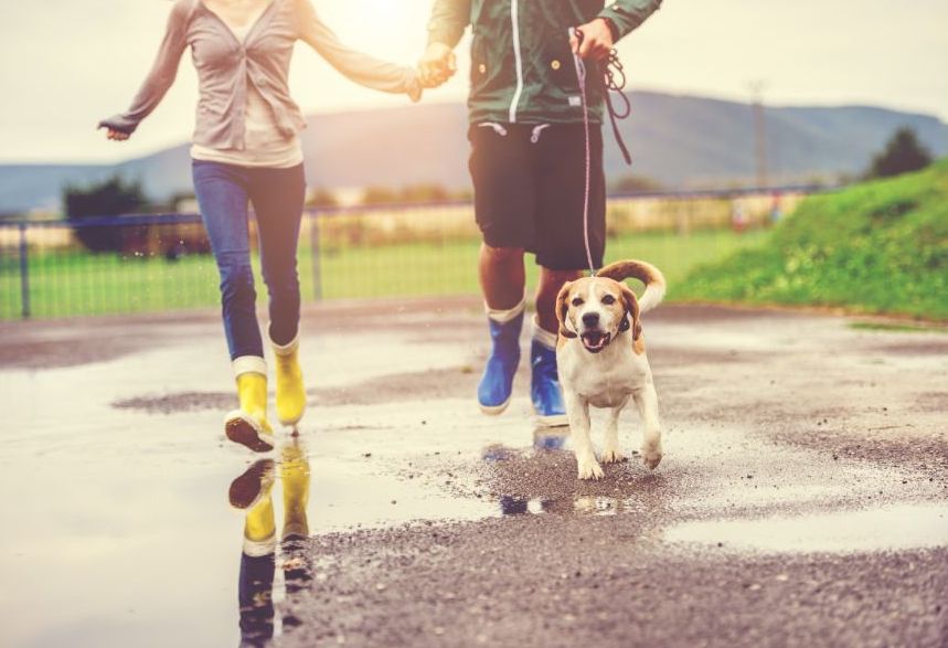 Cuidado de perros bajo la lluvia