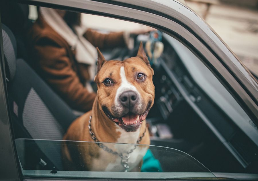 La vista en los perros: ¿cómo percibe el mundo tu mascota?