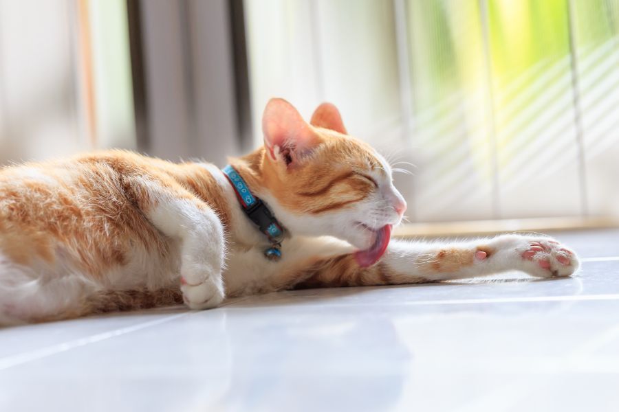 ¿Qué sabes de las bolas de pelo en los gatos?