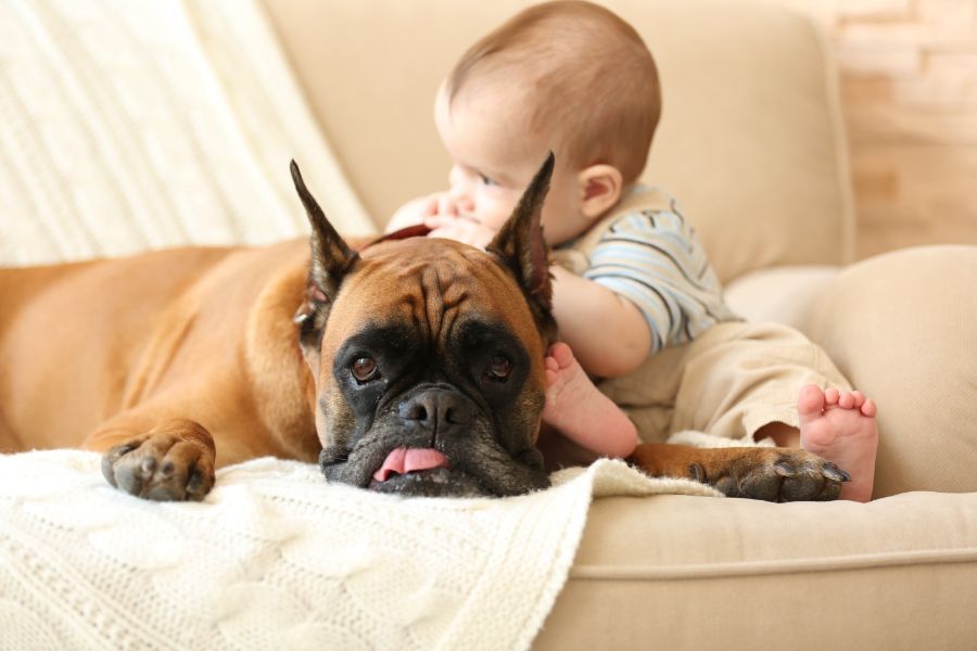 Perros y niños, una combinación que hay que cuidar