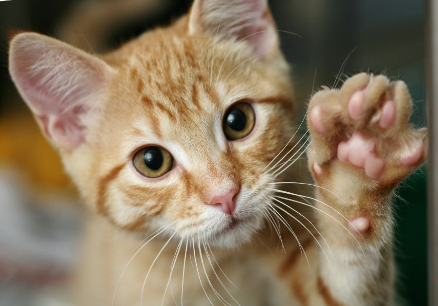 Alimentos peligrosos para los gatos