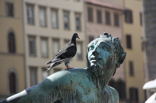 ¿Qué daños causan las palomas?