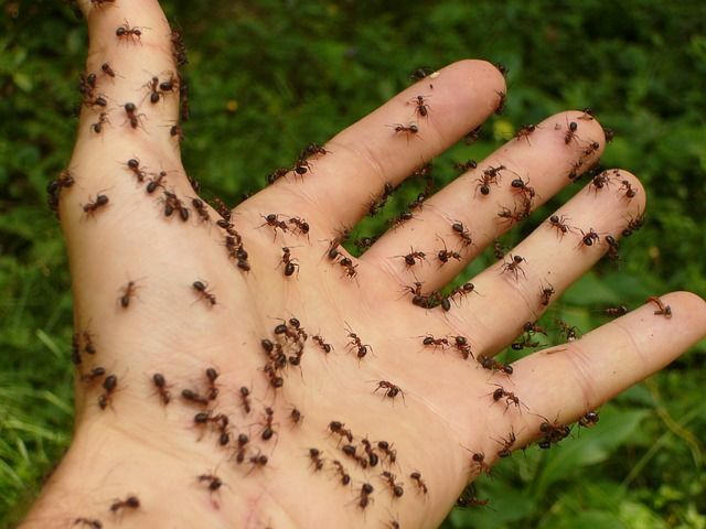¿Cómo podemos eliminar las hormigas de nuestra cocina?