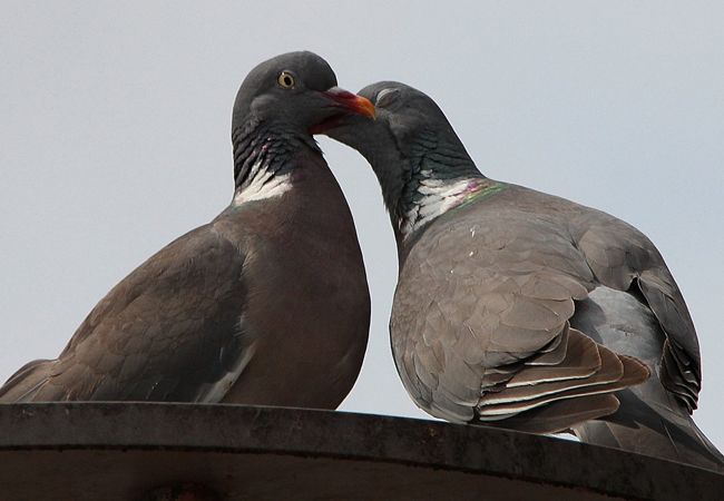 Alejar a las palomas de tu ventana