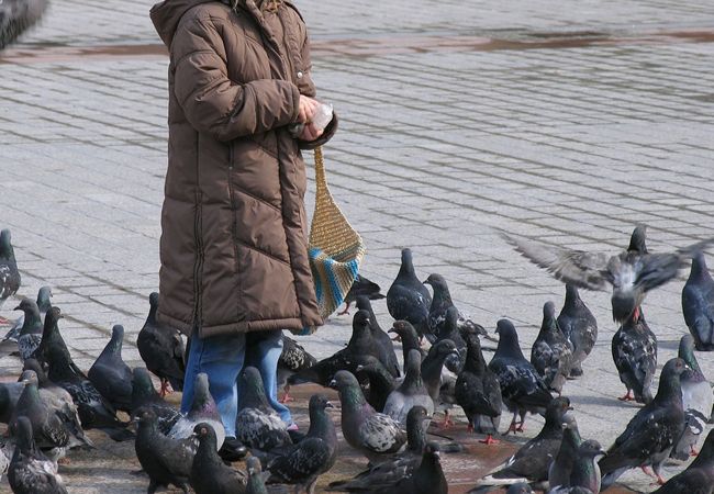 Por qué motivo viven las palomas en las ciudades