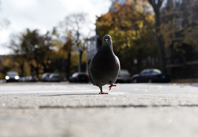 5 Enfermedades producidas por palomas