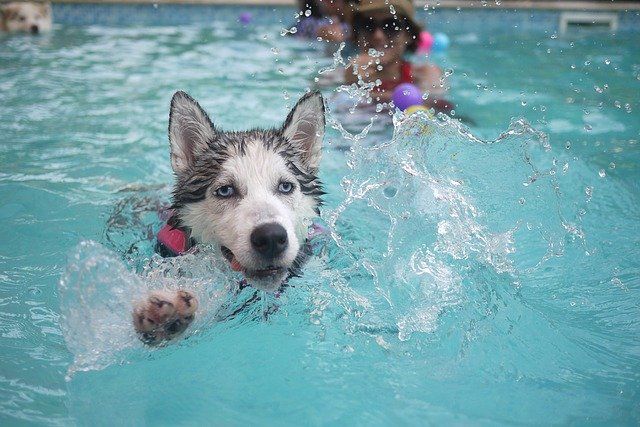 Consejos para que tu perro pueda disfrutar también de la piscina