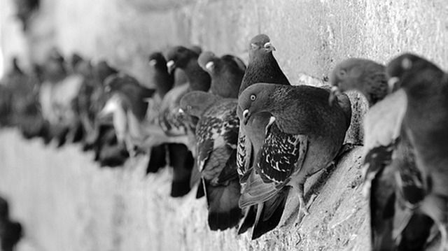 ¿Qué son los sistemas anti-palomas?