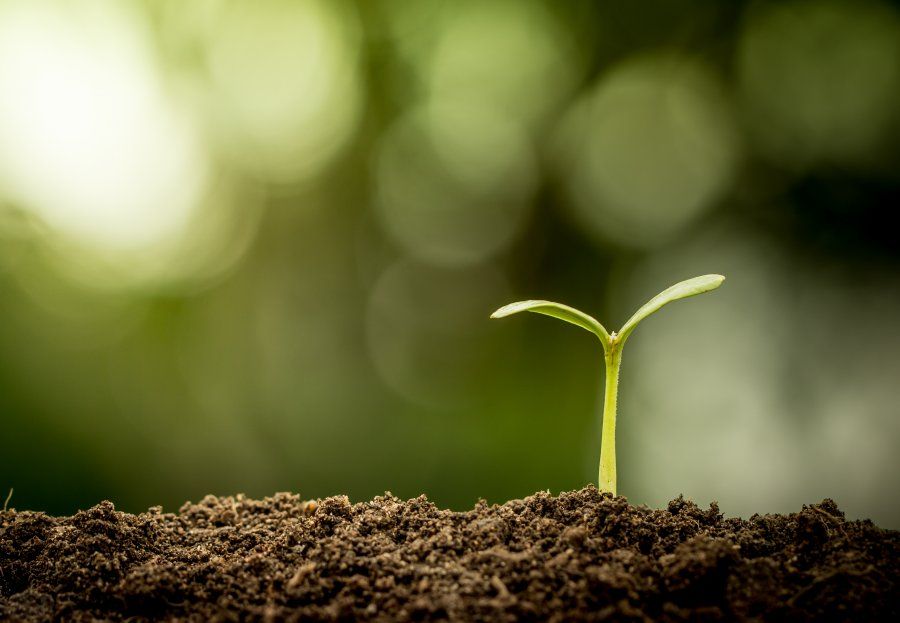 Prepara tú mismo el abono para las plantas de tu casa