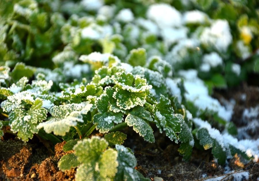 Consejos para cuidar tu jardín en invierno