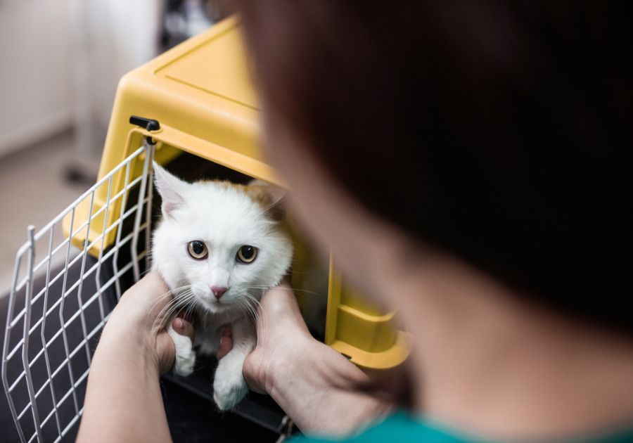 Cómo viajar en taxi con tu mascota