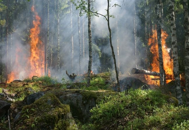 Cuidado con los incendios forestales