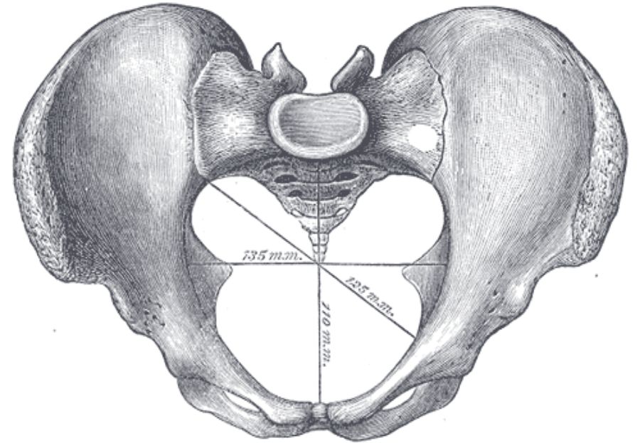 Anatomía del suelo pélvico