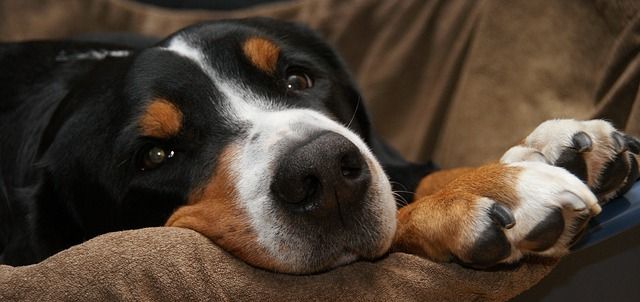 Peluquería canina en Hortaleza: ¿Cuándo corto las uñas a mi perro?