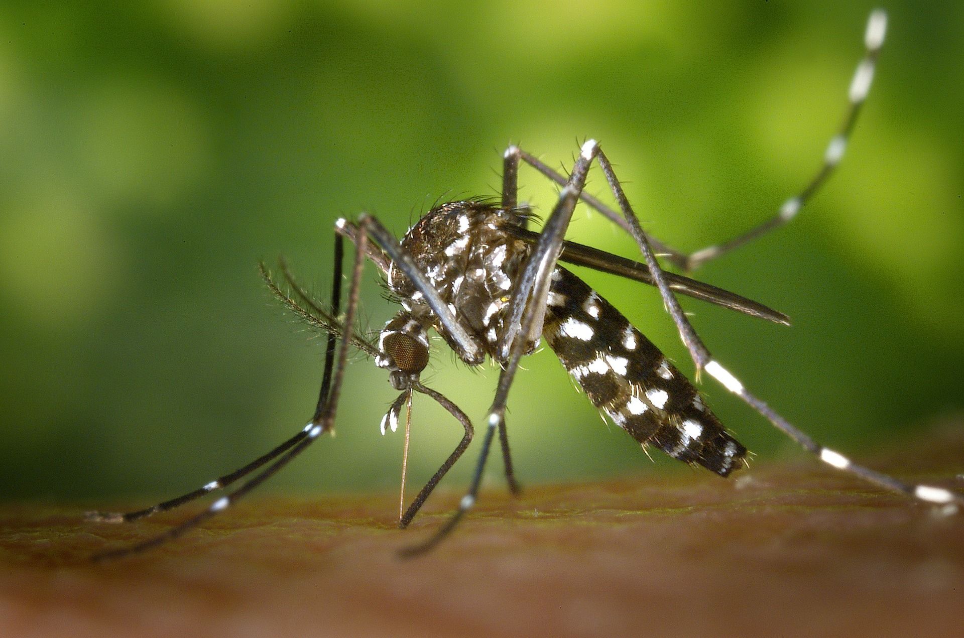 Los mosquitos en invierno